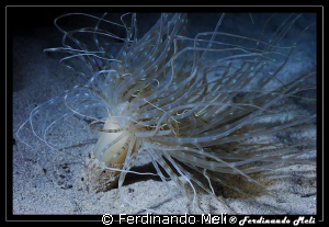 Soft coral (Cerianthus membranaceus). by Ferdinando Meli 